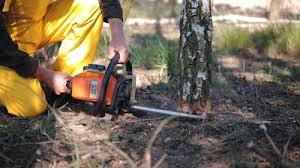 Best Grass Overseeding  in Albany, OR
