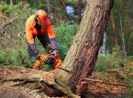 Best Tree Risk Assessment  in Albany, OR